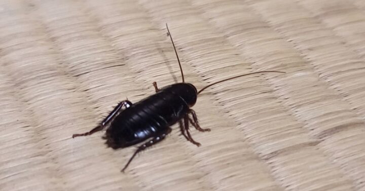 ひとはなぜゴキブリが怖い